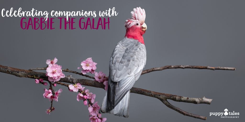 Gabbie the Galah perched on a tree branch