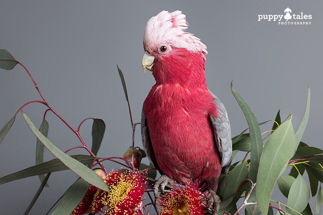 gabbie the galah in between a colourful branch