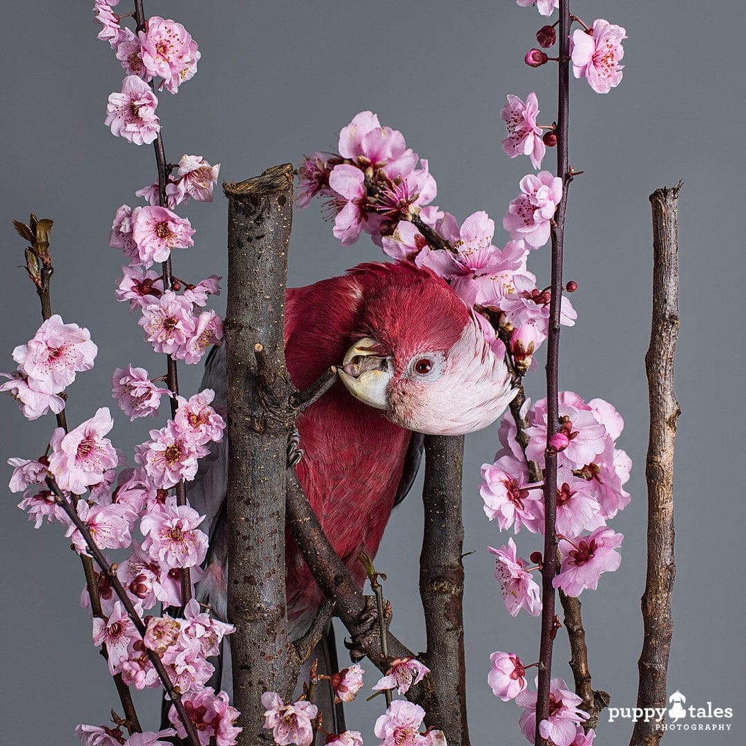 gabbie the galah posing between a branch of flowers