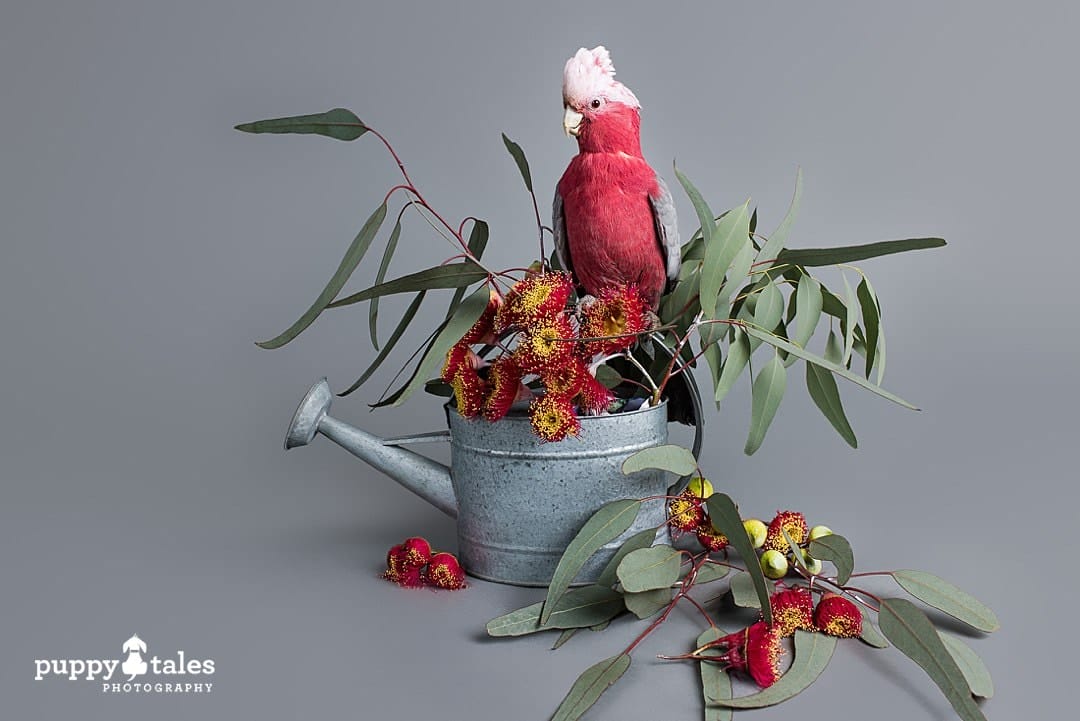 gabbie the galah studio pet photography session