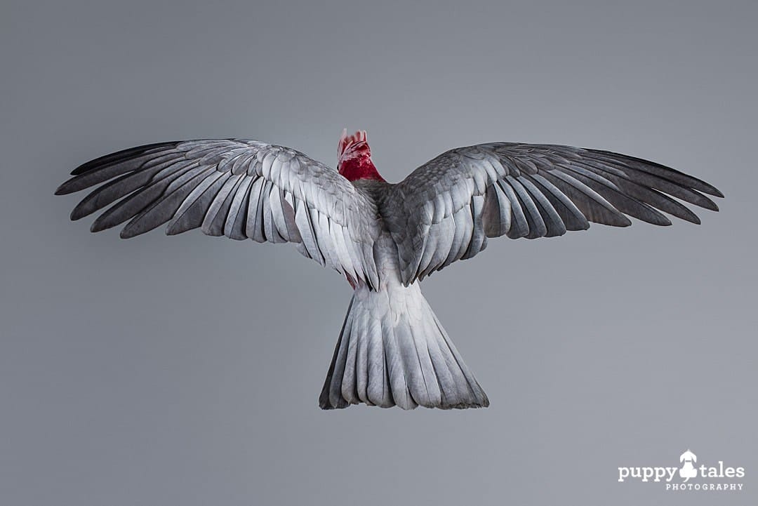 galah spreading wings for pet photography session