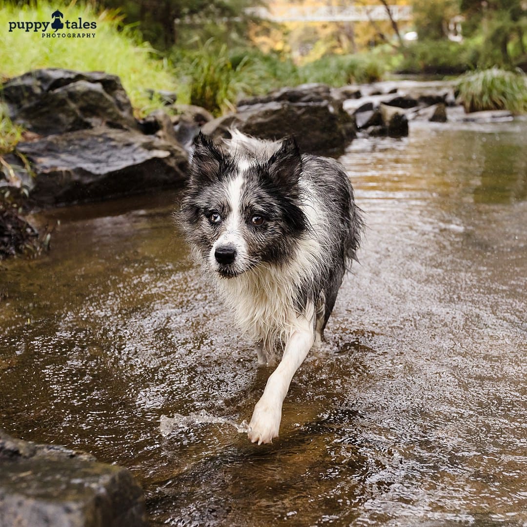 Pippa the Border Collie has a Warburton photography session with dogs as it plays in the lake and roams around the large trees