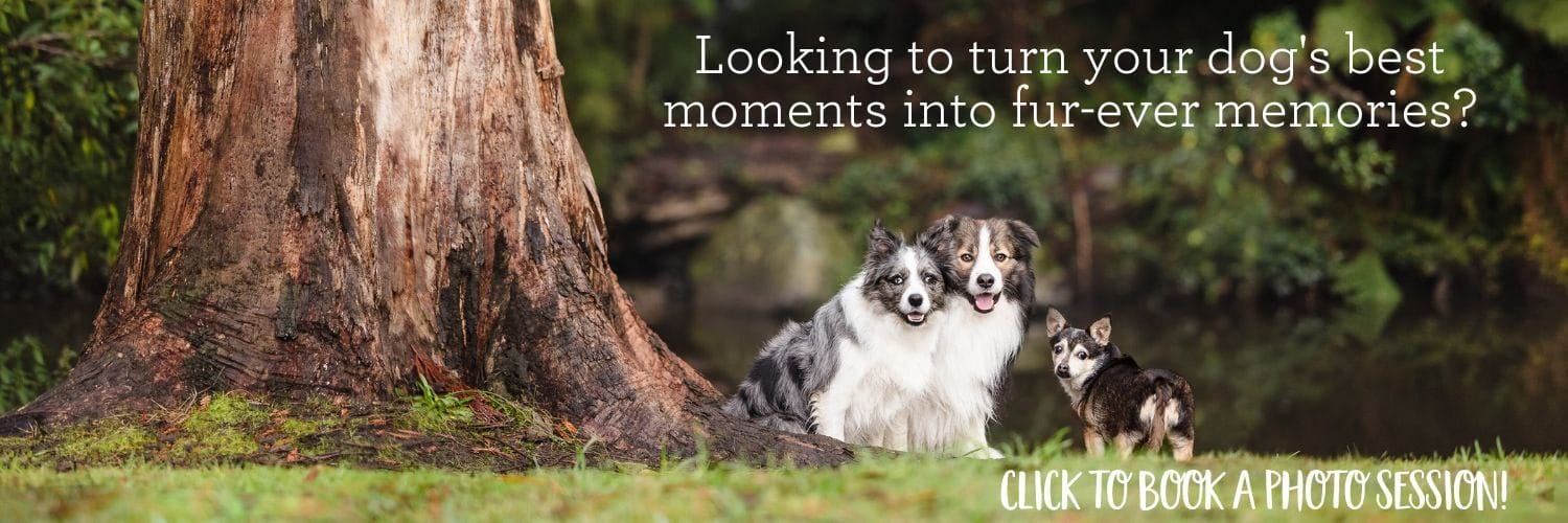 Dog photo session for you to turn into beautiful memories in the future so you can preserve your dog and their love as long as you can