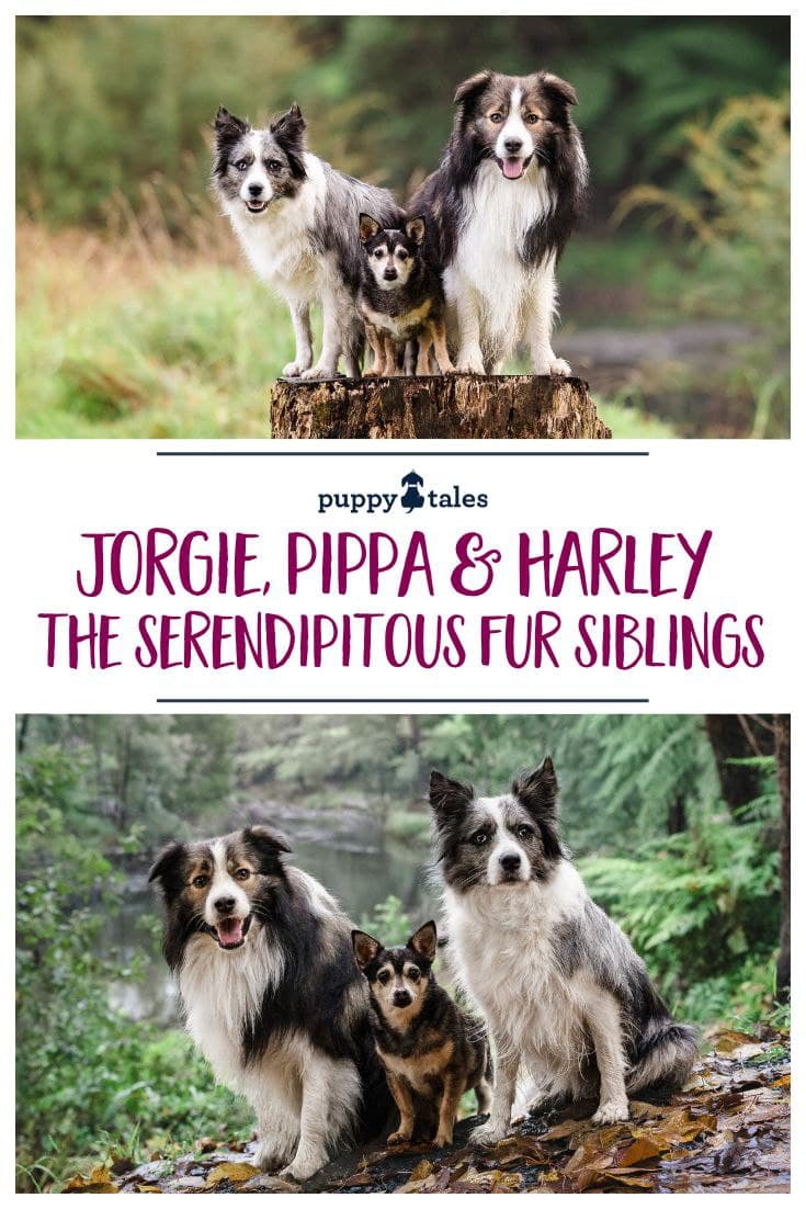 Jorgie, Pippa and Harley have a pet photo session at Warburton in Victoria during the autumn season as they show off their personalities