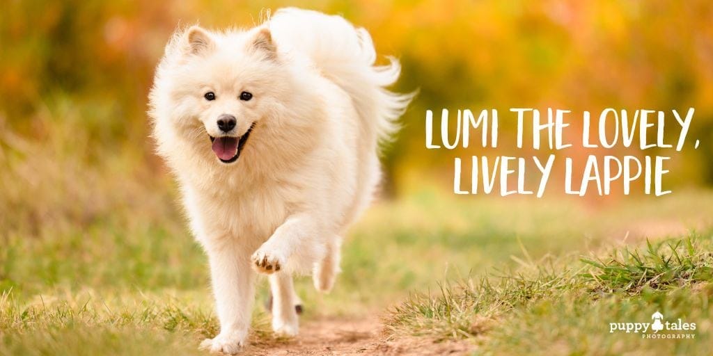 Lumi the Finnish Lapphund dog photography at the Canberra Arboretum for Autumn