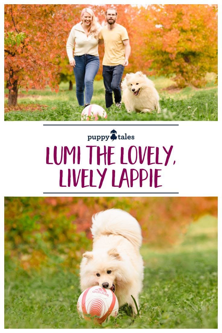 Lumi the Lappie has a pet photography session at the Canberrra Arboretum as she shows off her playful side