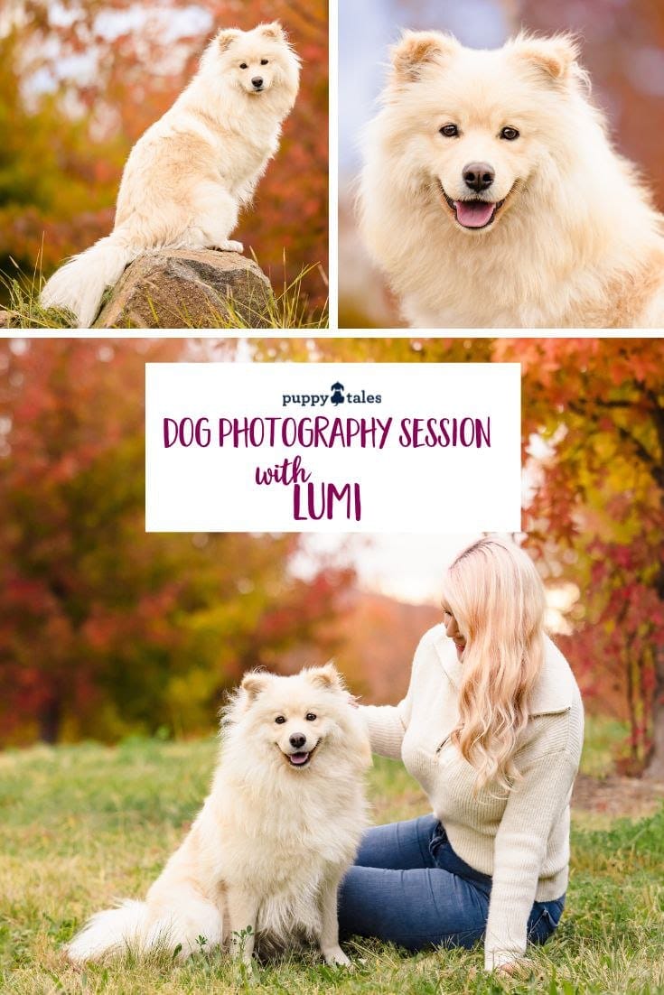 Lumi's photo session in Canberra as she shows off how lively of a Finnish Lapphund she is