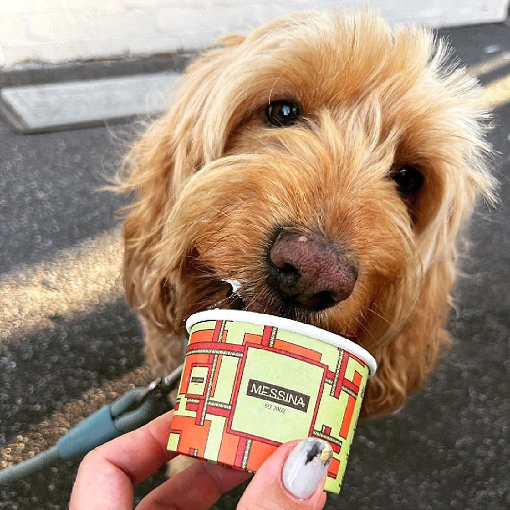 Spoiled pup enjoying a pup cup from a dog friendly cafe in Canbera