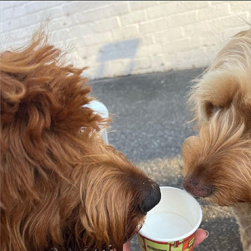 Dogs having a blast eating their pup cup at Gelato Messina in Canberra
