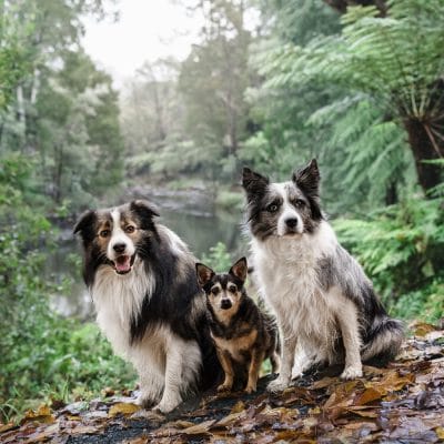 Dogs have a pet photography at the beautiful Warburton in Victoria during the autumn season
