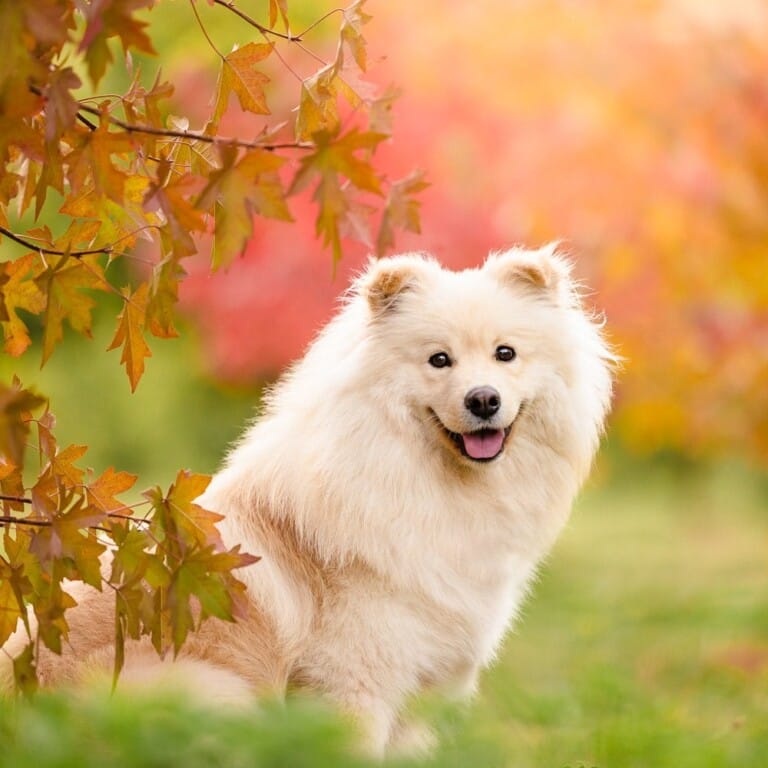 Finnish Lapphund named Lumi has a dog photo session in Canberra during the autumn season