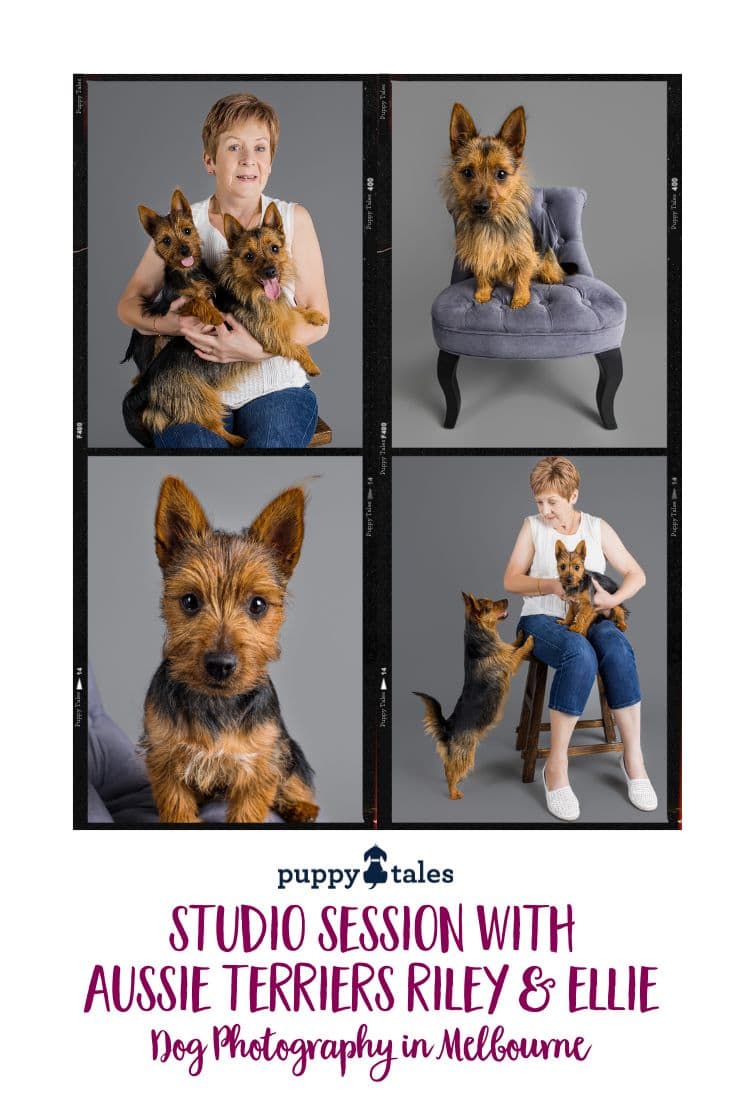 Stunning studio session capturing the playful personalities of Australian Terriers