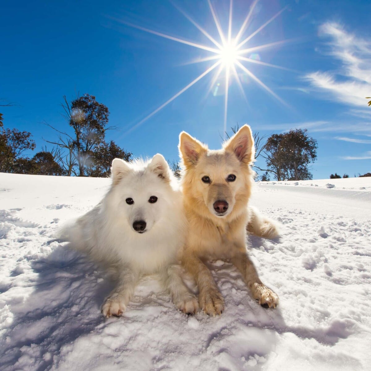 puppytalesphotography keikosummer 10