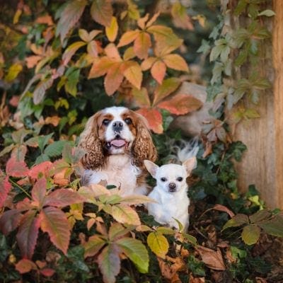 Eddy & Charlie-ArchiBark-Prize-2024