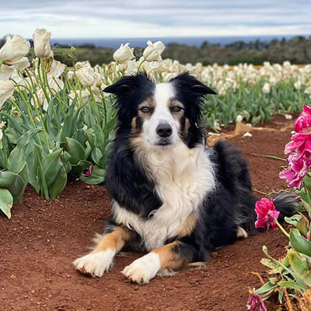 Fly-Border Collie-web