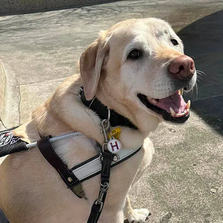 Harvey-Labrador-web