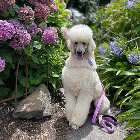 Panda-Standard Poodle-web