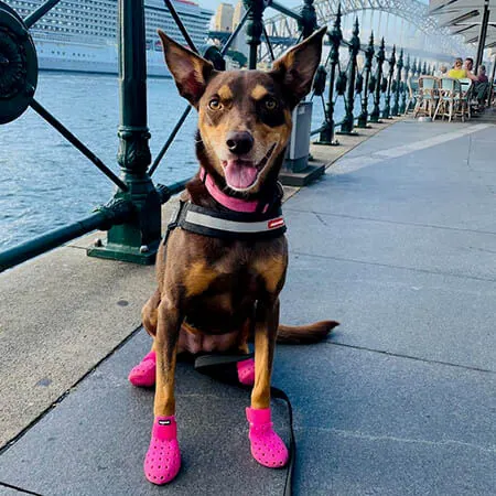 Ruzie-Australian Kelpie-web