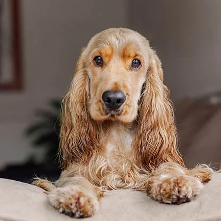 Saxon-English Cocker Spaniel-web