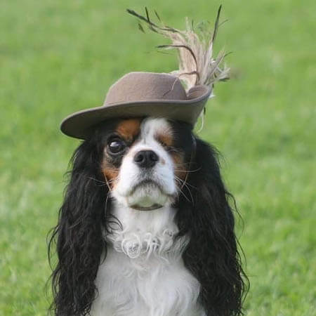 Soldier-Cavalier King Charles Spaniel-web