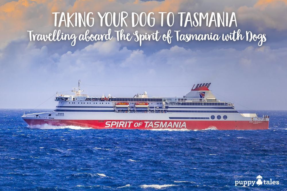Featured Image Taking Your Dog to Tasmania and Travelling aboard The Spirit of Tasmania with Dogs