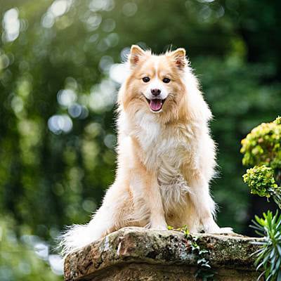 puppytalesphotography-anja&otso-stdavidspark-hobart-12
