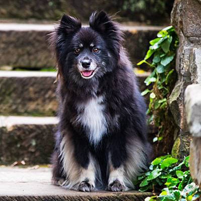 puppytalesphotography-anja&otso-stdavidspark-hobart-3