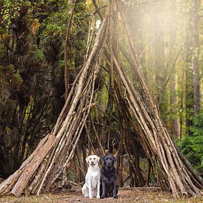 puppytalesphotography-diesel&gypsy-hollybankforest-2