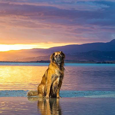 puppytalesphotography-nalah-Mortimer Bay Reserve-42