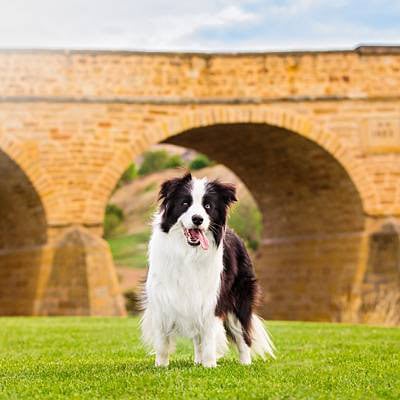 puppytalesphotography-ruby-richmond-14