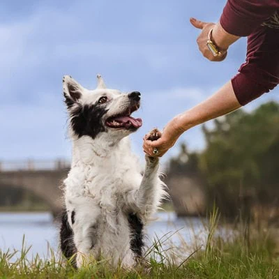 puppytalesphotography australiandogoftheyear2025 elle 2