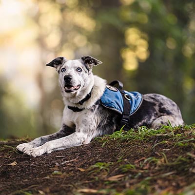 Aust Dog of the Year on WIN News