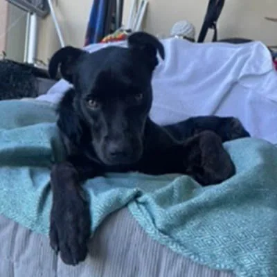 ADOTY - Ziggy Louise